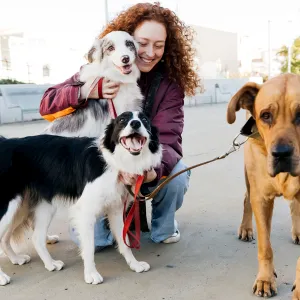 Amazon's Best Pet Day Deals for Dog Moms Who Love A Good Spoil