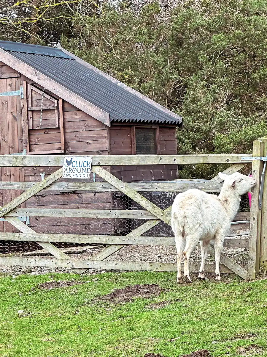 Mel B Farm 2521 Luxury Handbag Shopping 3