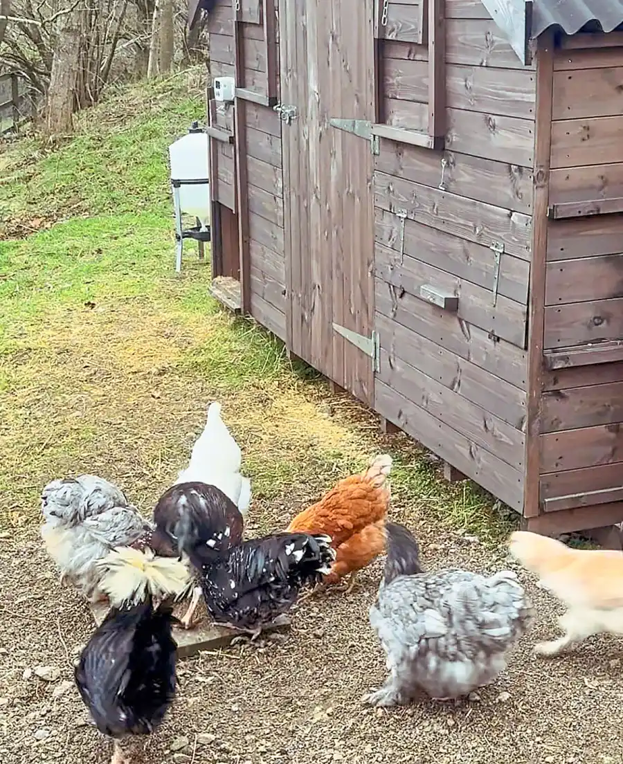 Mel B Farm 2521 Luxury Handbag Shopping 4