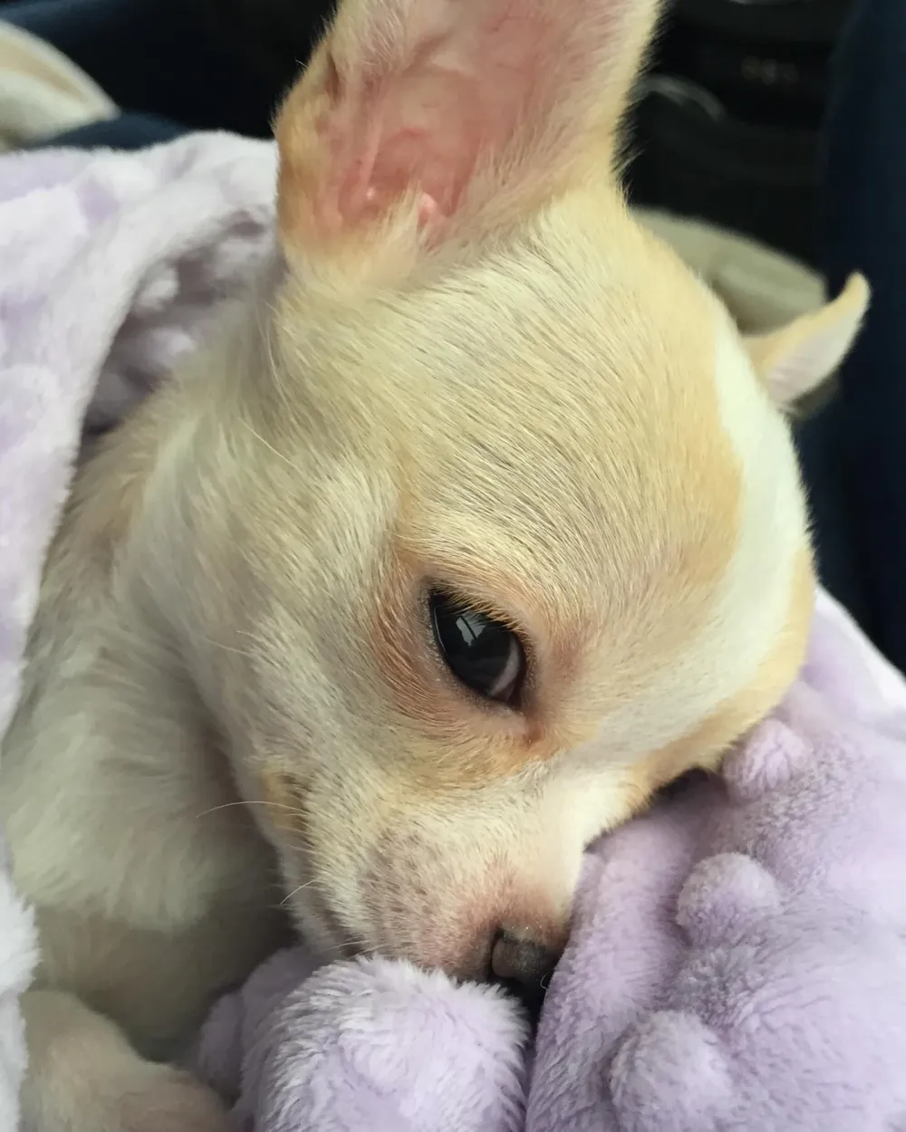 Nicola Peltz s Dog Death Court Drama Amid Beckham Family Feud