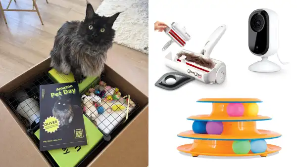 Amazon Pet Day Cat Recommendations