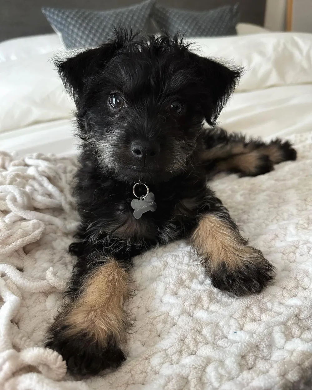 When Calls the Heart Stars Erin Krakow and Ben Rosenbaum s Relationship Timeline Costars to Marriage January 2023 got a dog