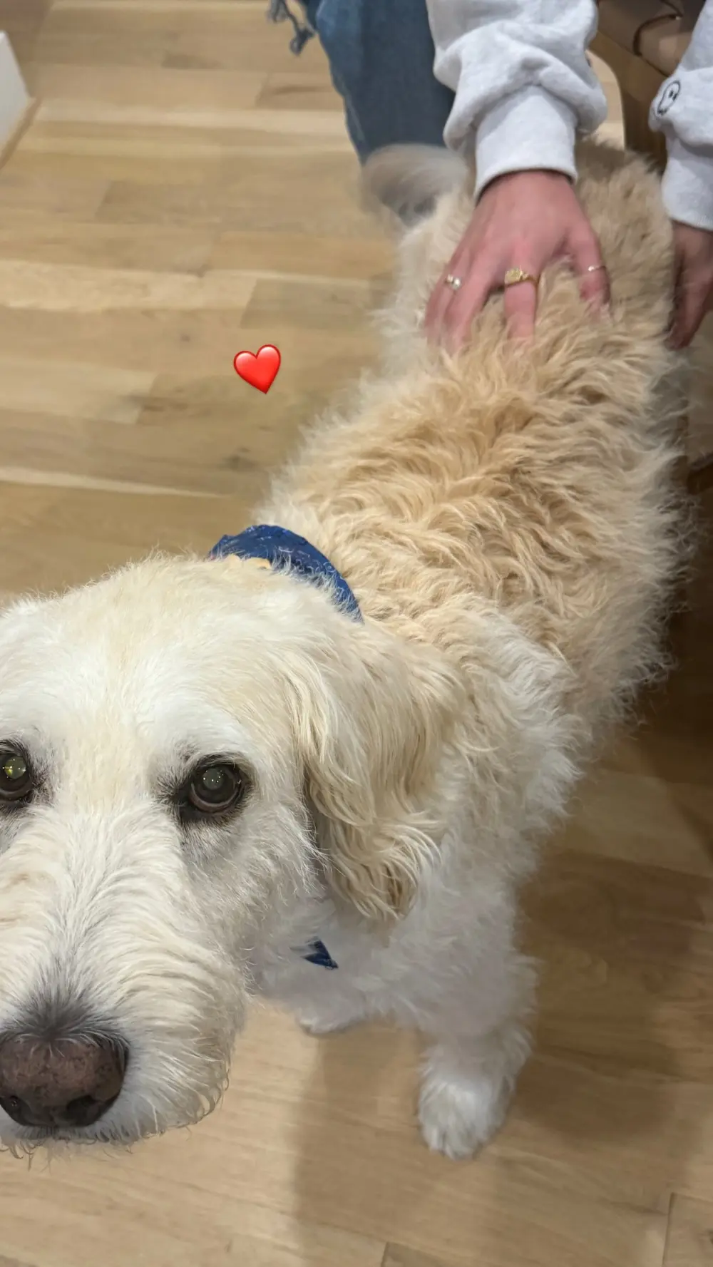 Chase-Stokes-Kelsea-Ballerini-Dog