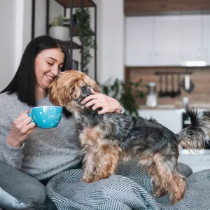 HonestKitchenPumpkinSpiceDogs