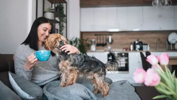 HonestKitchenPumpkinSpiceDogs