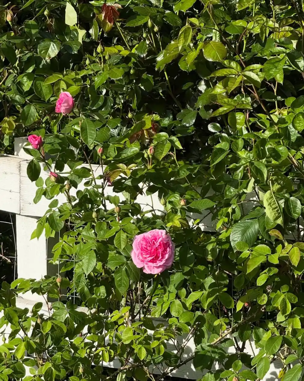 Pamela Anderson's Garden at Her Canada Replica Luxury Handbag Photos of Her Oasis