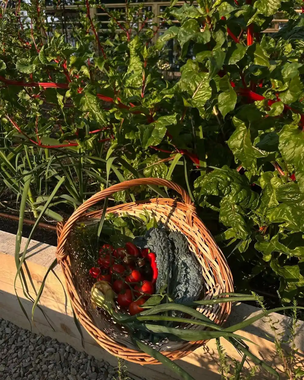 Pamela Anderson's Garden at Her Canada Replica Luxury Handbag Photos of Her Oasis