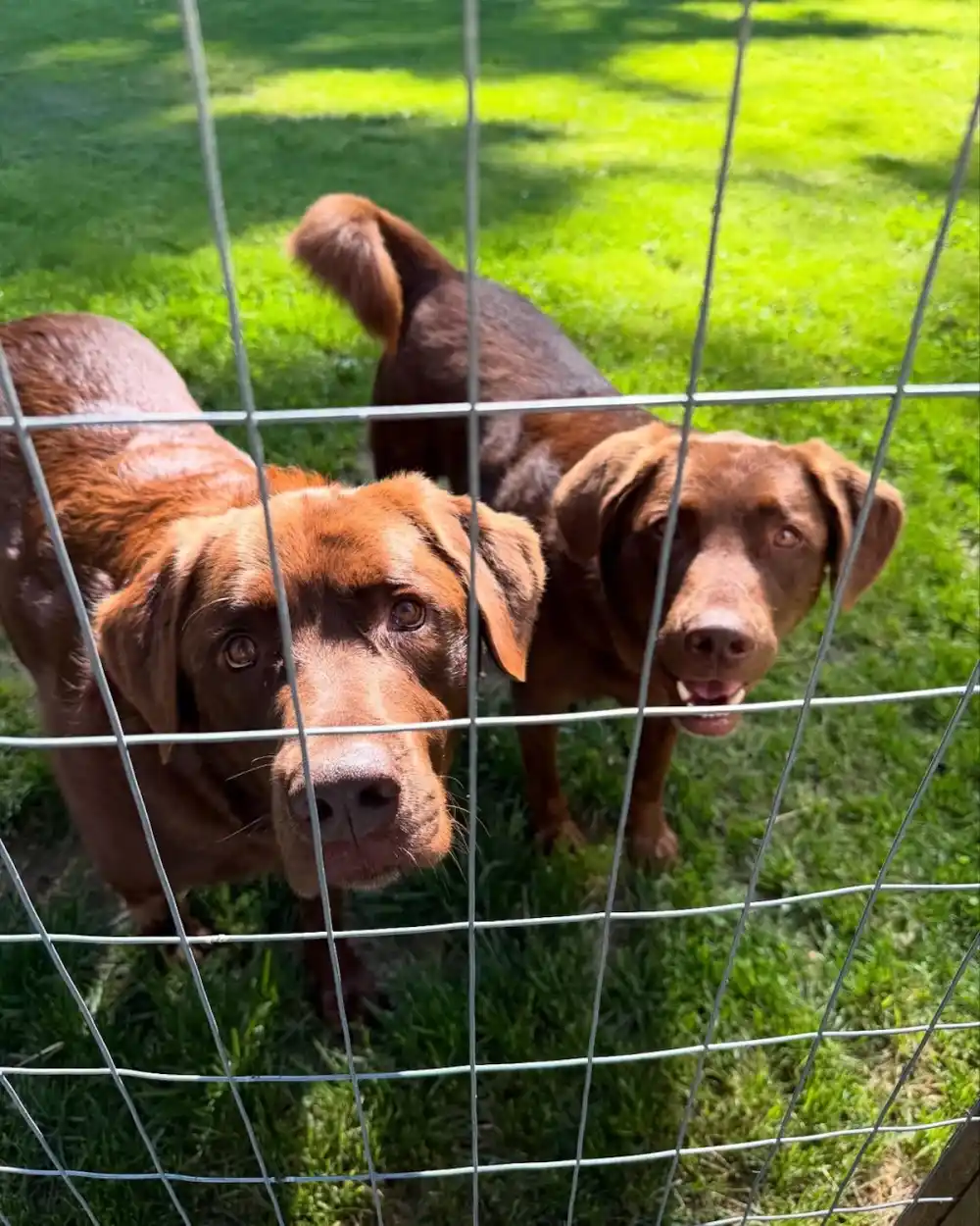 Pamela Anderson's Garden at Her Canada Replica Luxury Handbag Photos of Her Oasis