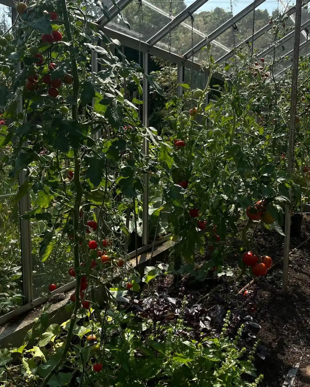 Pamela Anderson's Garden at Her Canada Replica Luxury Handbag Photos of Her Oasis