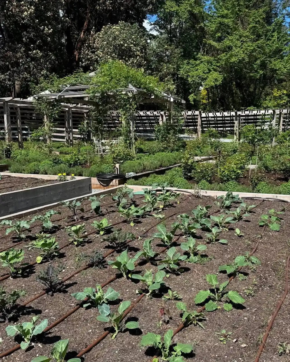 Pamela Anderson's Garden at Her Canada Replica Luxury Handbag Photos of Her Oasis