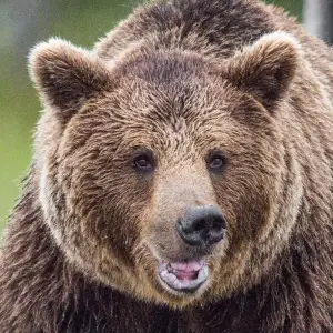 Beloved Professional Wrestling Referee Katsumi Sasazaki Killed in Horrifying Bear Attack GettyImages 612837824