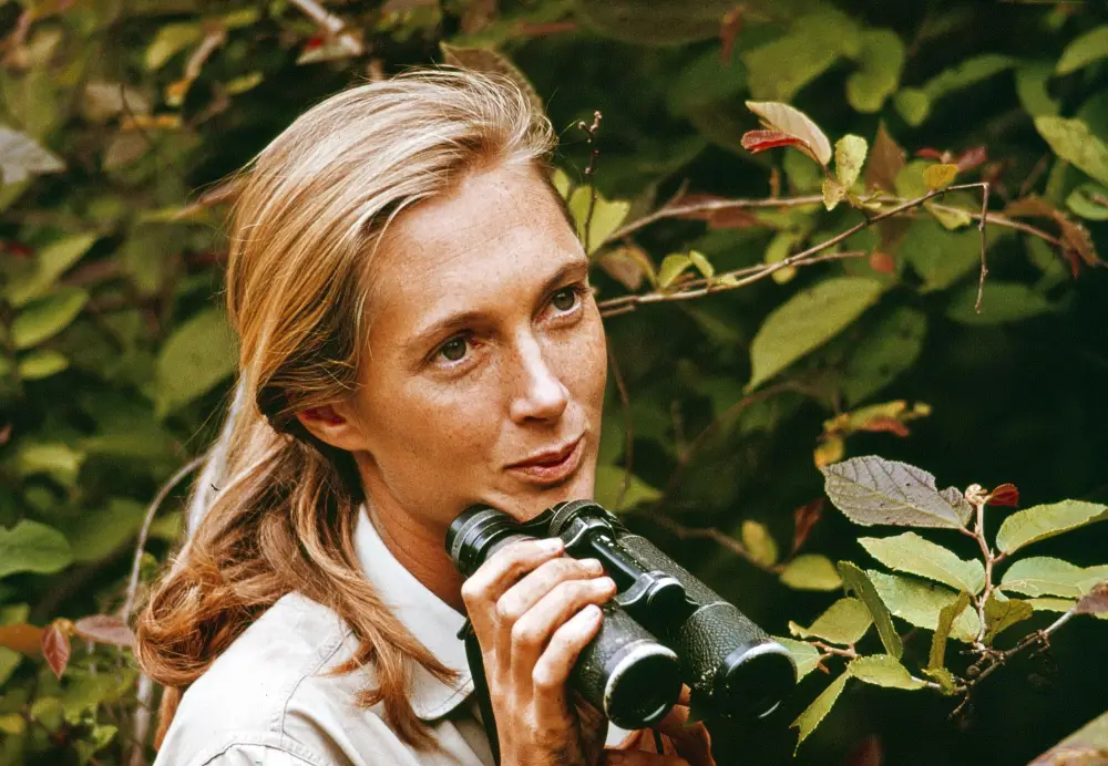 Jane Goodall Dead at 91 GettyImages 509562756
