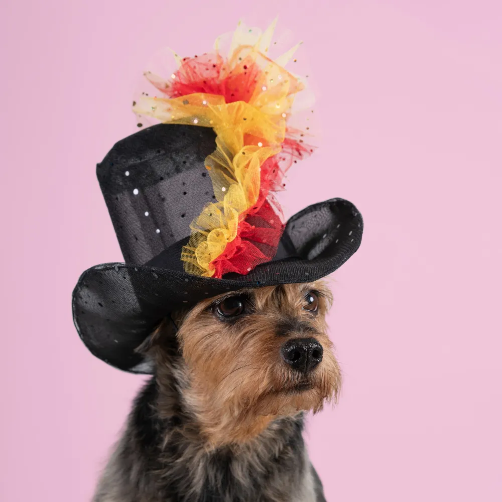 Royal Milliner Who Designed Kate Middleton and Meghan Markle Hats Releases 2026 Haute Dogs Calendar to Help Shelter Pets