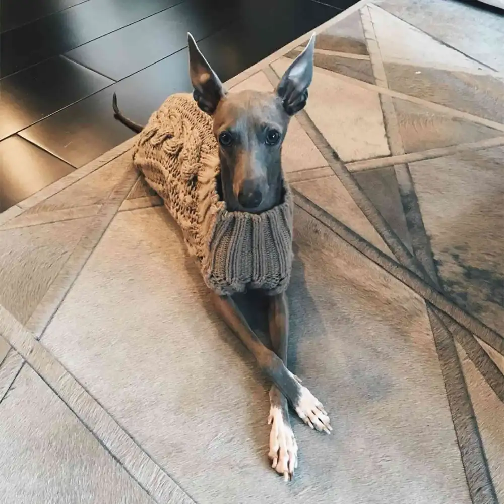 Kylie Jenners 1st Dog Norman Dies I Had Never Loved Anything So Much