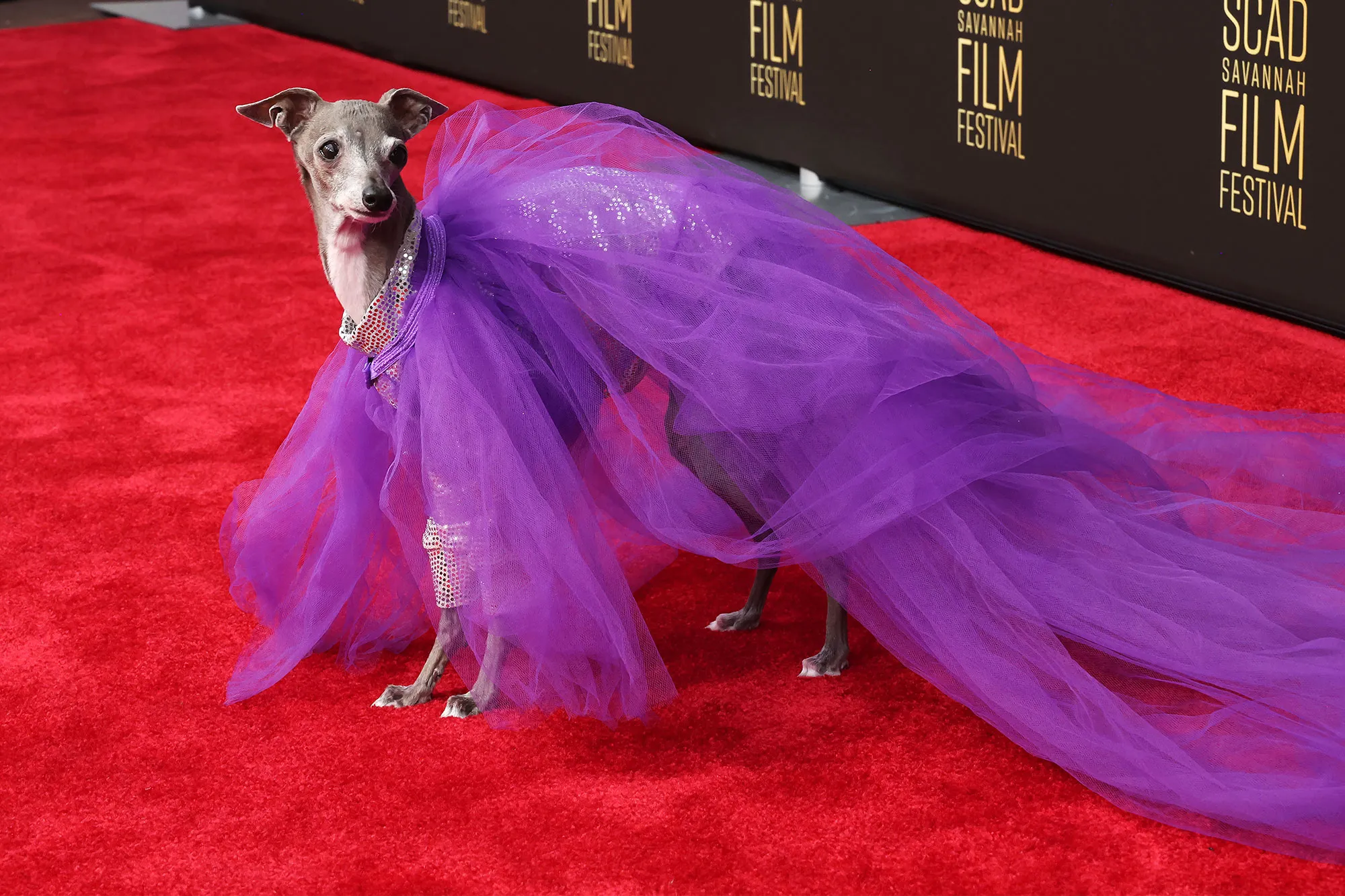 Fashion Influencer Dog Tika the Iggy Dies at Age 14 After Surgery