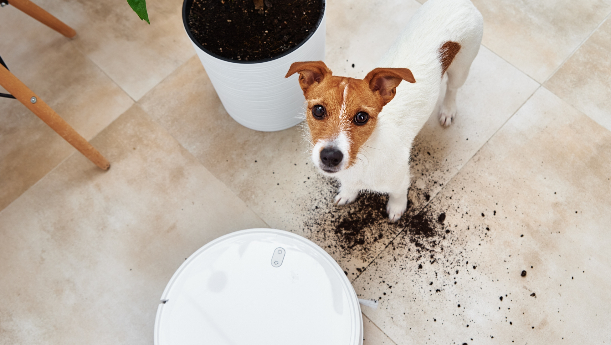 Freo Z10 Robot Vacuum and Mop Combo cleaning a hardwood floor with a dog looking up