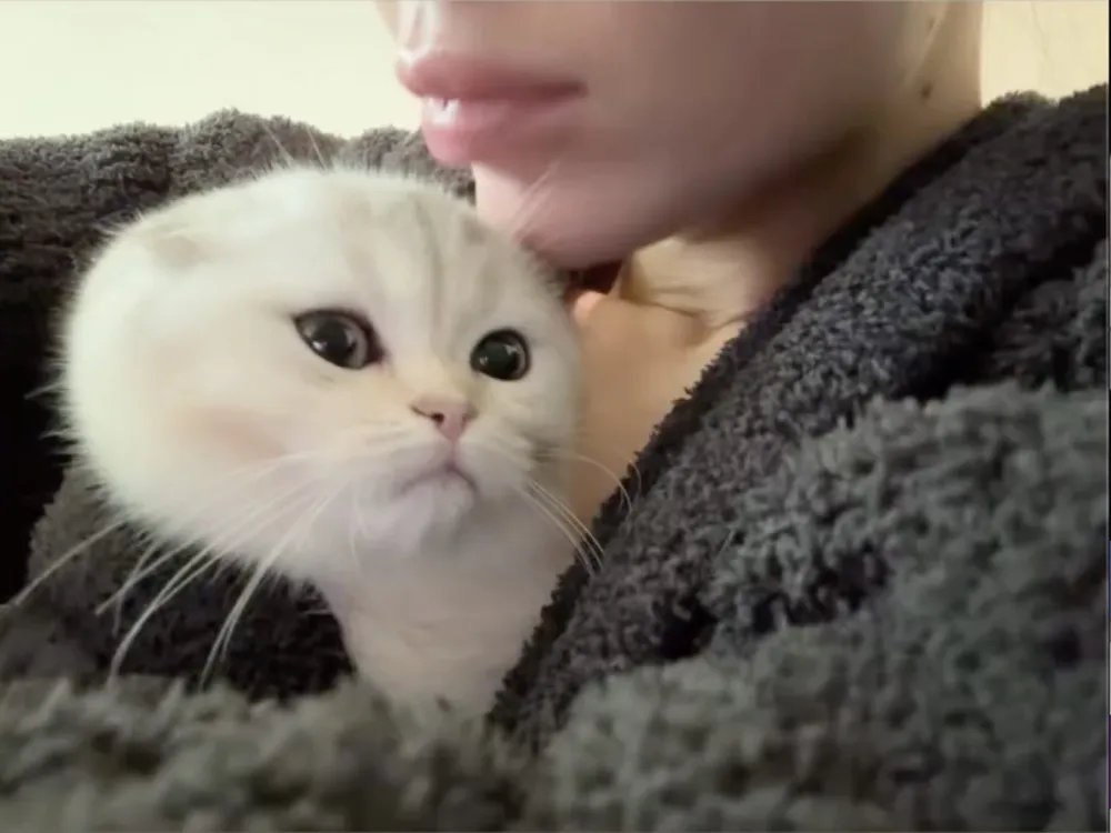 Kylie Jenner Reveals New Kitten Following the Death of Her Dog Norman