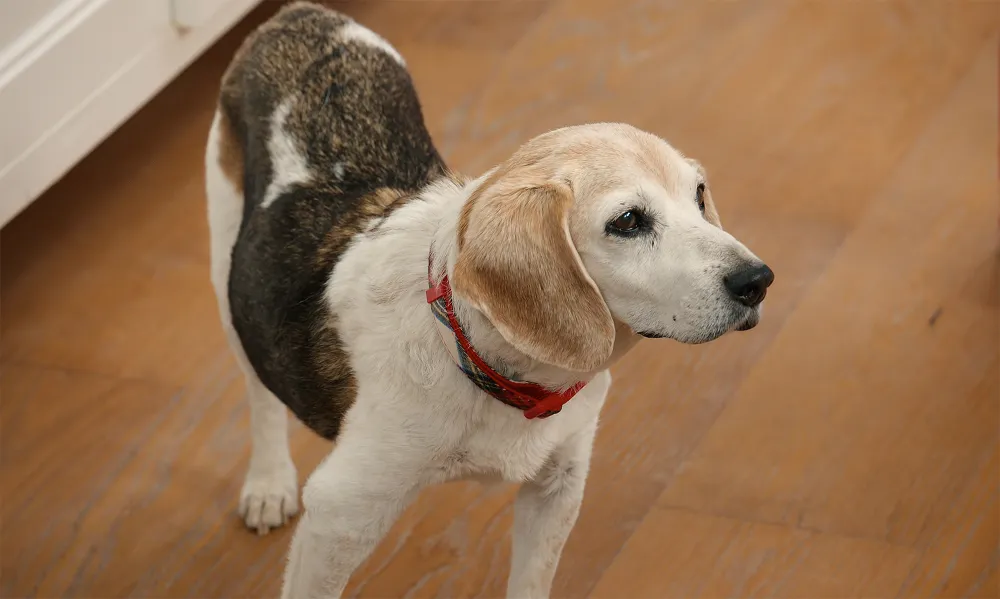 With Love Meghan Continuity Error With Late Dog Guy