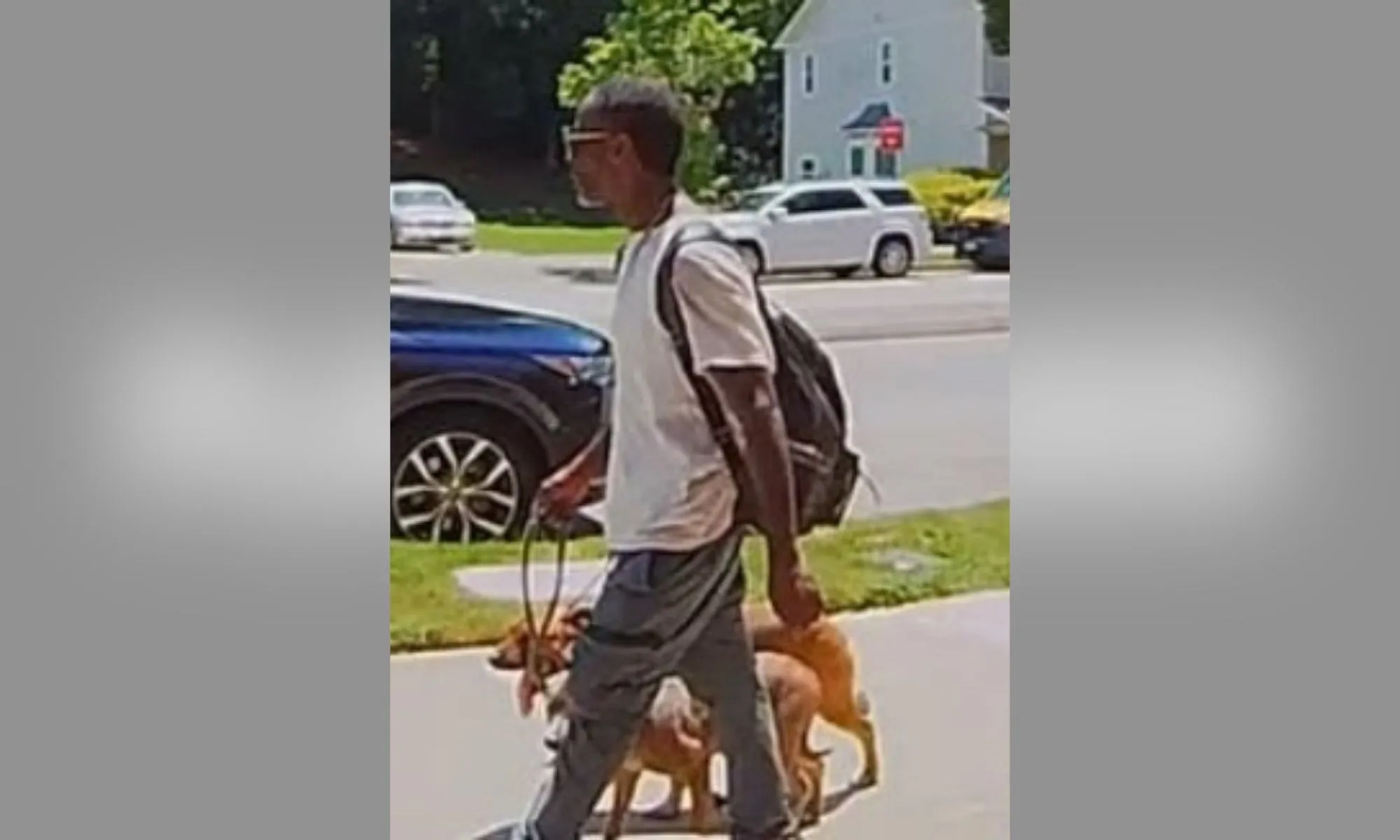 police identify suspect dead dogs