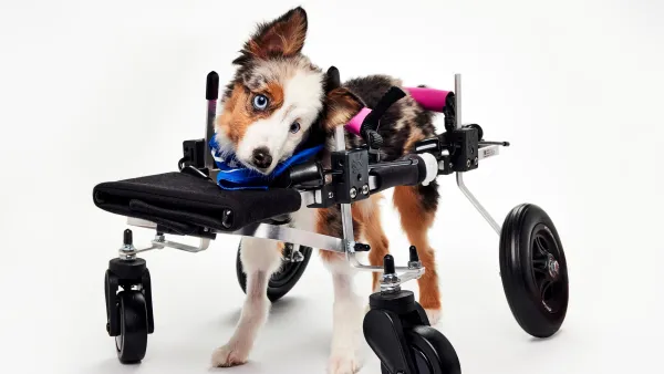 2026 Puppy Bowl Winning Dog Is Already Dead Find Out What Happened to 2026 Puppy Bowl Winning Dog Is Already Dead Find Out What Happened to Teigan