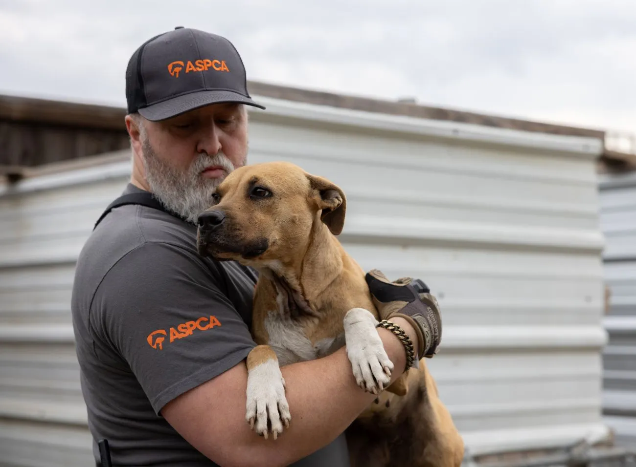 An ASPCA worker holds a rescued dog