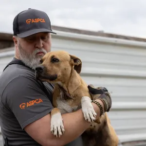 An ASPCA worker holds a rescued dog