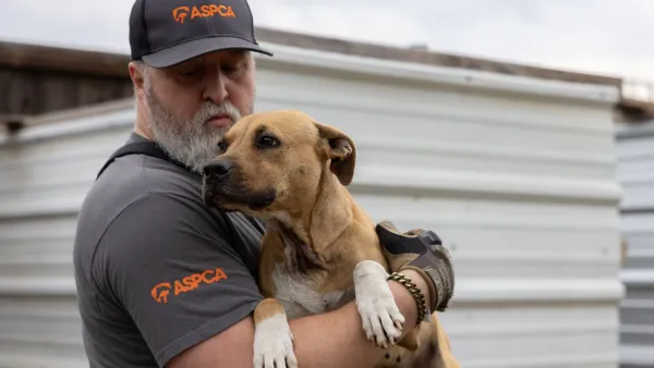 An ASPCA worker holds a rescued dog