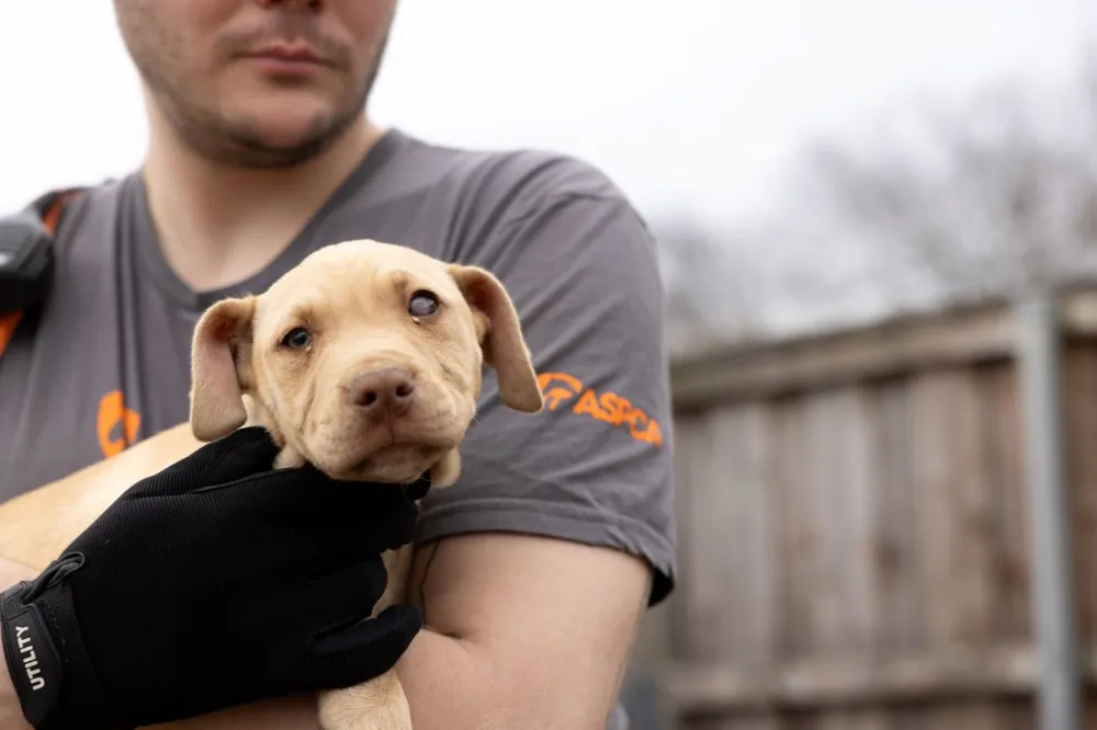 An ASPCA worker holds a rescued puppy