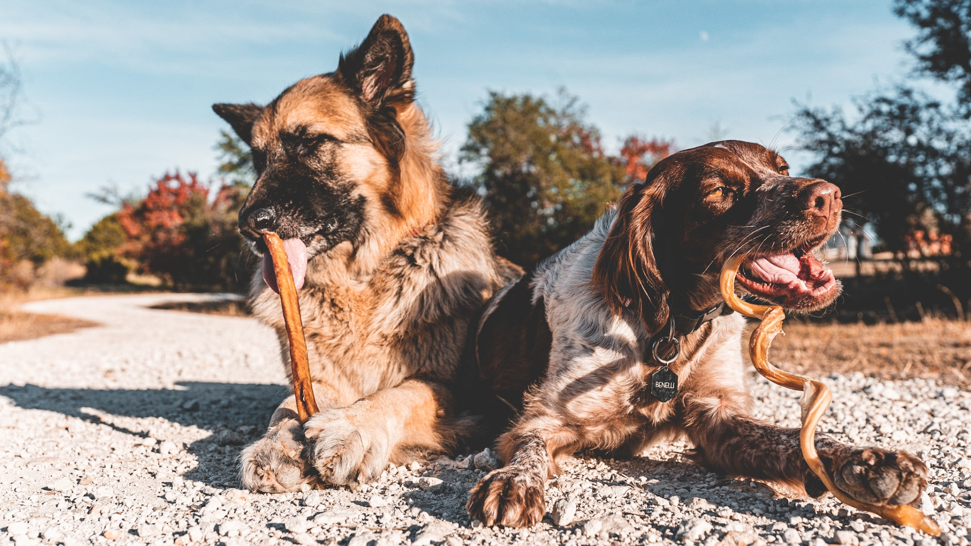 Dogs enjoying premium treats from Bully Bunches