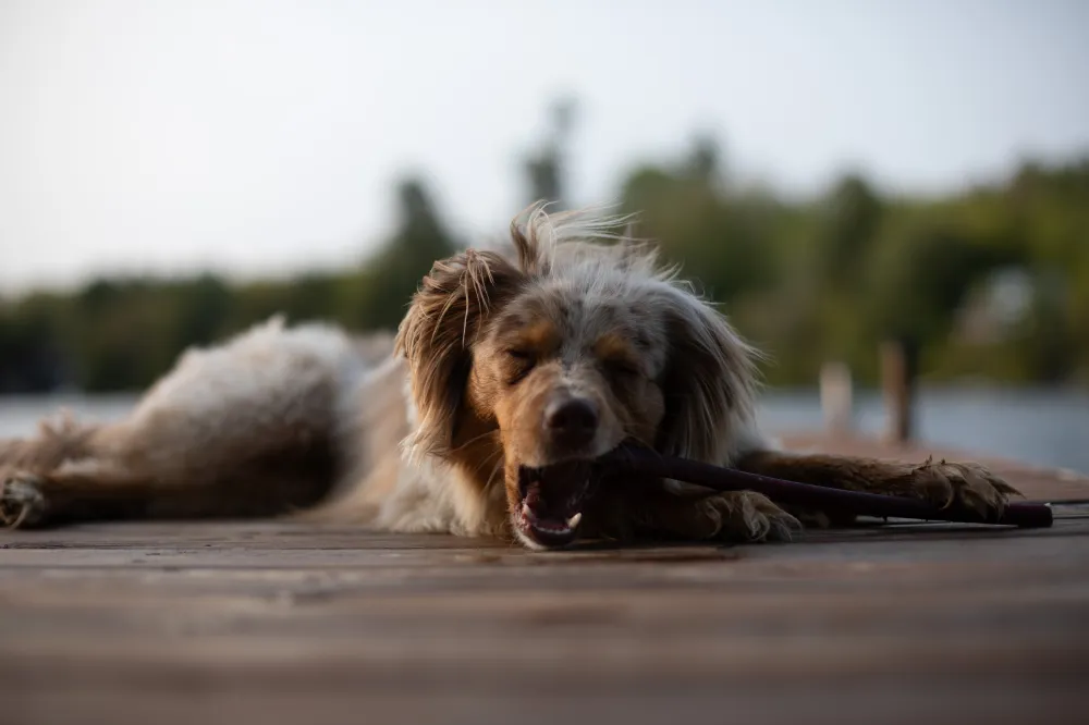 Bully Bunches premium dog treats