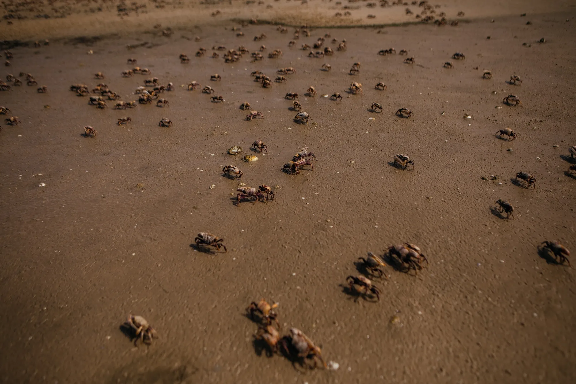 Influencer Dies After Eating Toxic Crab for Stunt