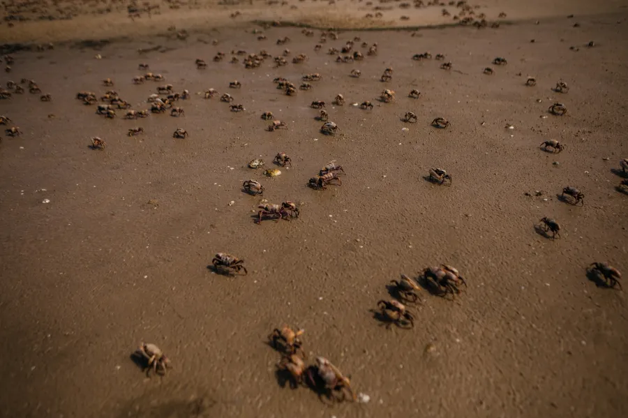 Influencer Dies After Eating Toxic Crab for Stunt