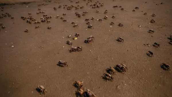 Influencer Dies After Eating Toxic Crab for Stunt