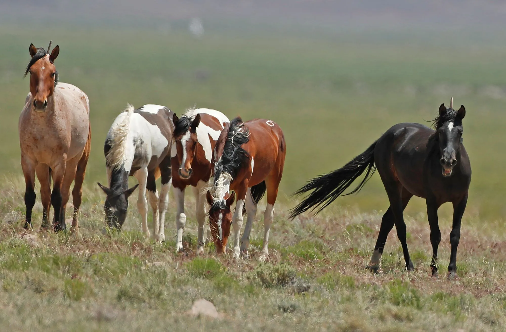 GettyImages-691243038-investigation-underway-after-9-horses-fatally-shot-in-arizona-forest