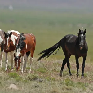 GettyImages-691243038-investigation-underway-after-9-horses-fatally-shot-in-arizona-forest