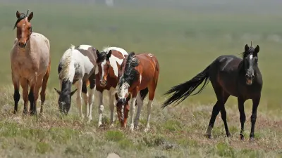 GettyImages-691243038-investigation-underway-after-9-horses-fatally-shot-in-arizona-forest
