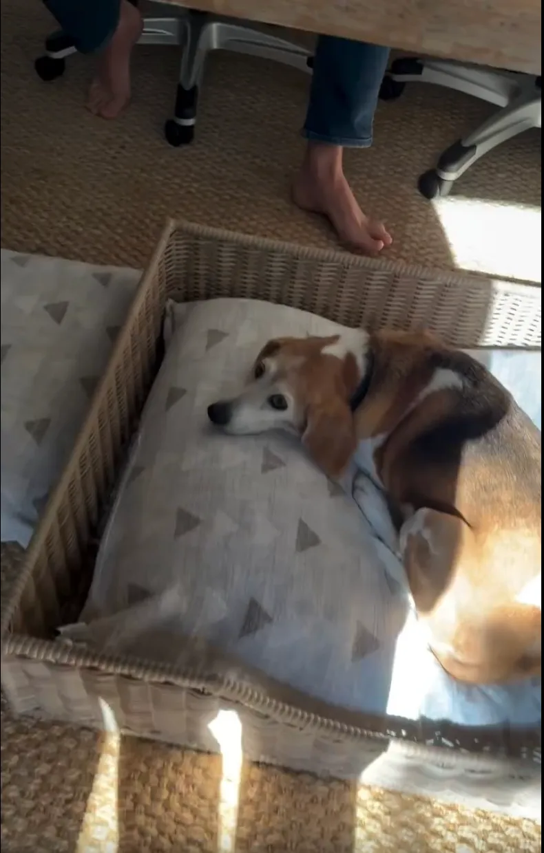 Meghan-Markle-IG-of-Dog.