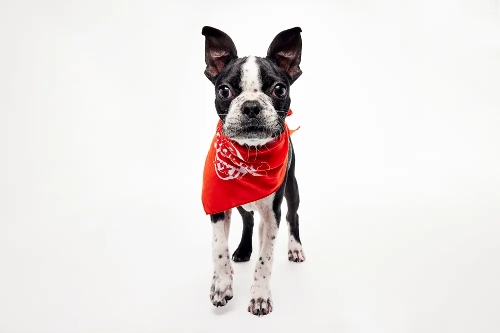 Puppy Bowl 2026 RuPaw_GA_Bosleys Place_Ruff