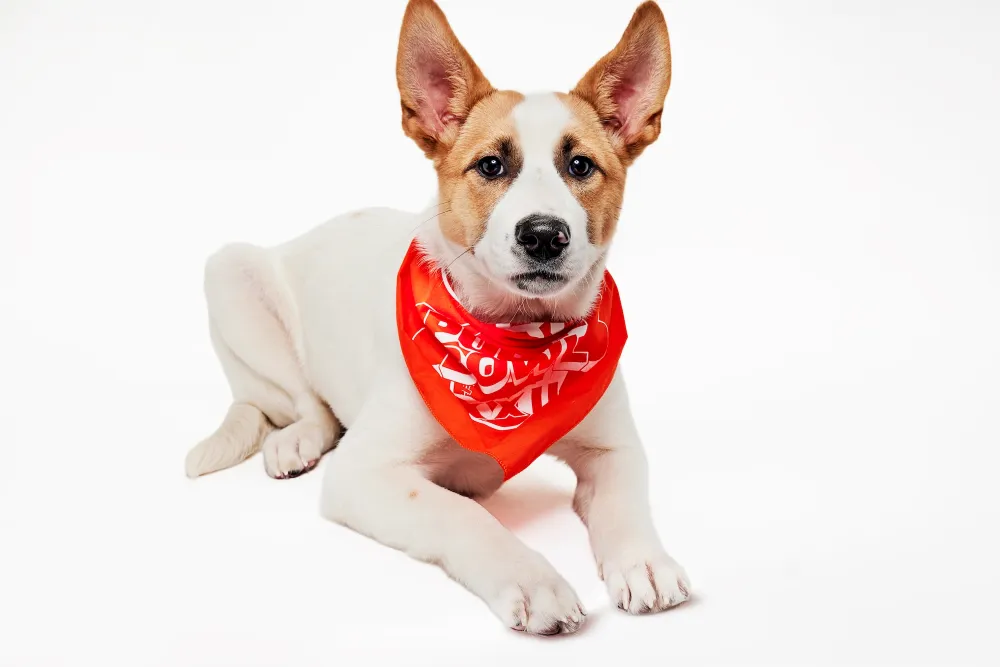 Puppy Bowl 2026 Tostada_MA_Great Dog Rescue New England_Ruff