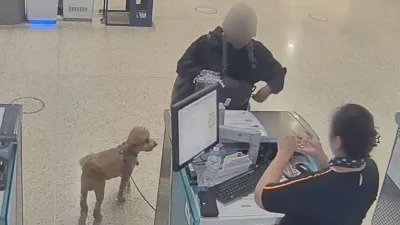 Woman Allegedly Abandoned Dog at JetBlue Ticket Counter at Las Vegas Airport