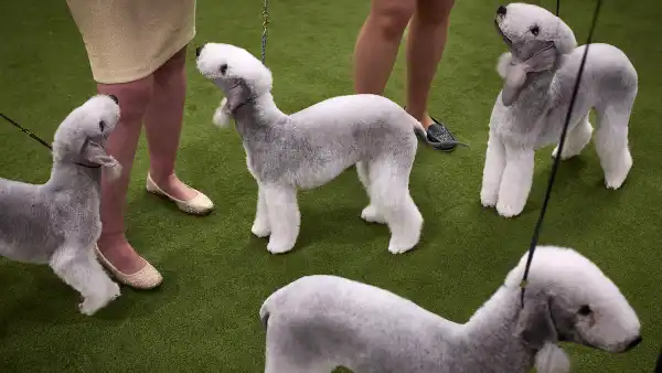 New York Man Arrested at Westminster Dog Show on Burglary, Grand Larceny Charges