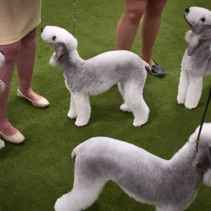 New York Man Arrested at Westminster Dog Show on Burglary, Grand Larceny Charges