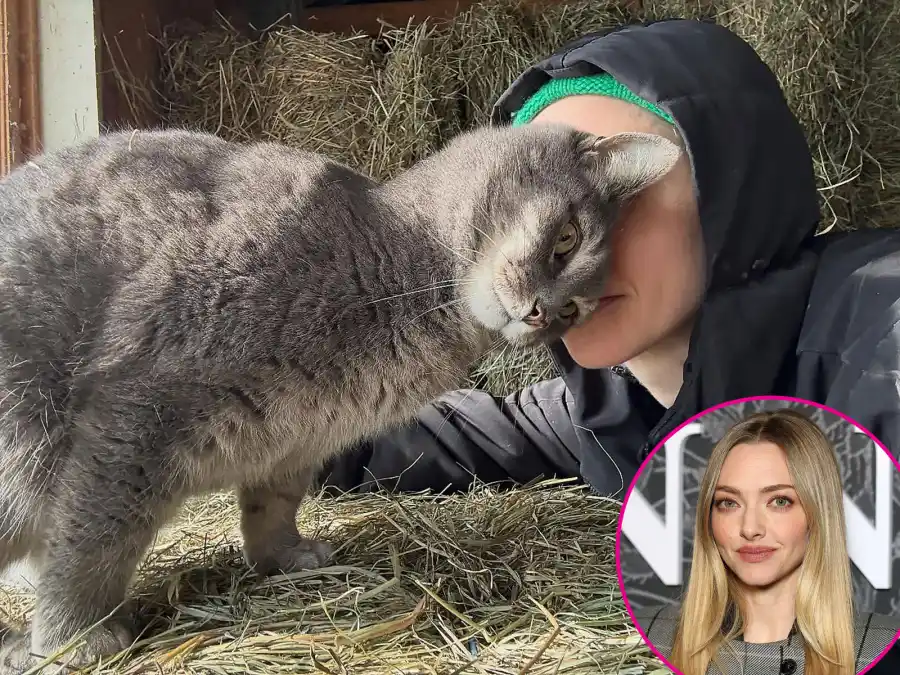 Amanda Seyfried They Make Up Backstories About Their Cats Just Like Us