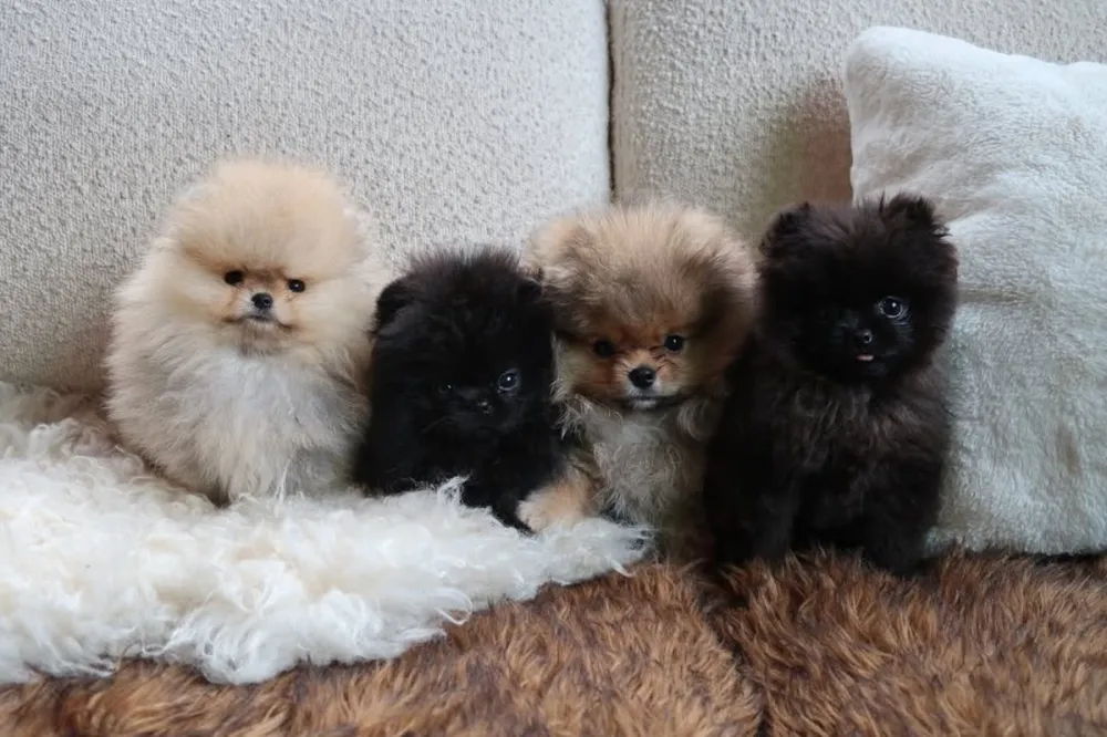 Kim Kardashian Shares Her 4 New Puppies After PETA Backlash