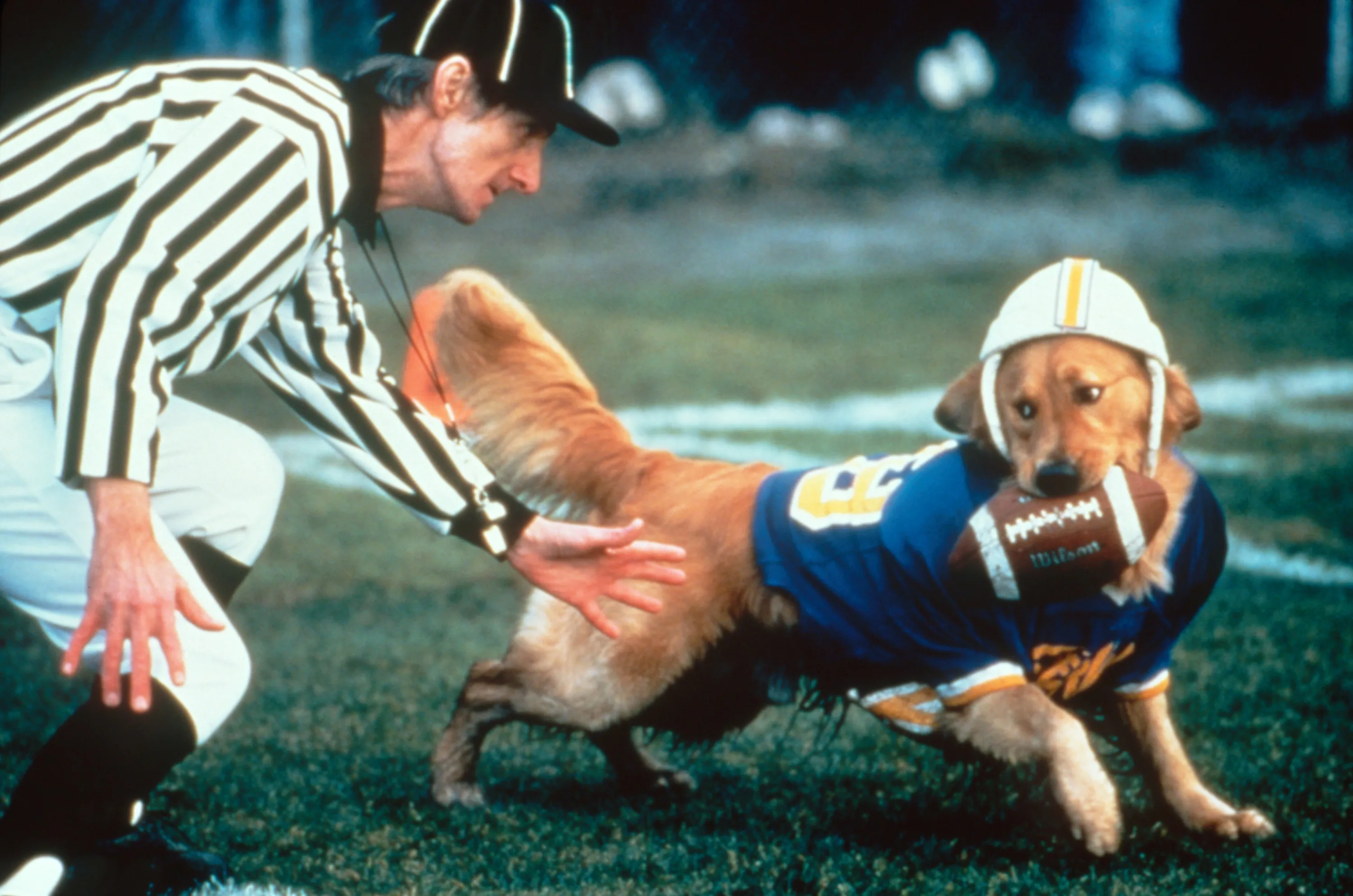 MSDAIBU_MX001-Kevin-DiCicco-Creator-of-the-Beloved-Air-Bud-Franchise-Dies-at-Age-63-in-San-Diego