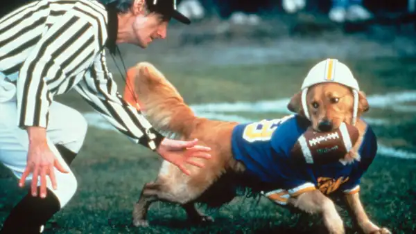 MSDAIBU_MX001-Kevin-DiCicco-Creator-of-the-Beloved-Air-Bud-Franchise-Dies-at-Age-63-in-San-Diego