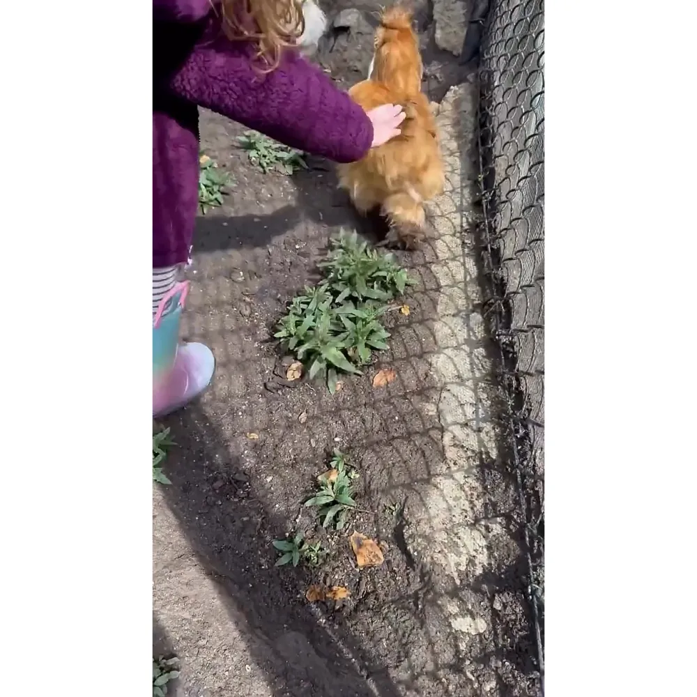 Meghan Markle ofrece una rara visi&oacute;n de la vida de la princesa Lilibet en la granja.