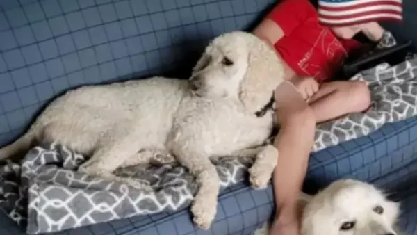 Minnesota Man Allegedly Lured Neighbors Dogs Before Shooting Them