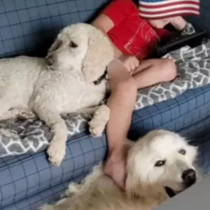 Minnesota Man Allegedly Lured Neighbors Dogs Before Shooting Them