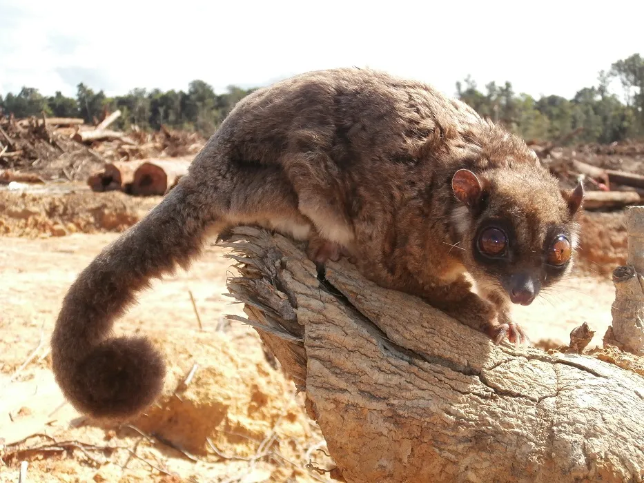 Photo of Tous ayamaruensis.